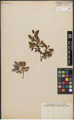 Foto von Salix L.